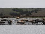 Elkhorn Slough 006  Elkhorn Slough